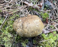 Tricholoma intermedium