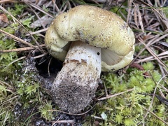 Tricholoma intermedium