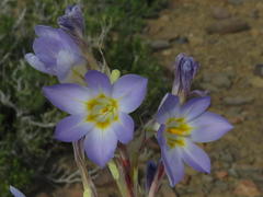 Moraea speciosa