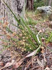 Lomandra multiflora multiflora