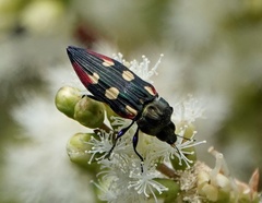 Castiarina producta
