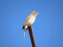 Passer domesticus tingitanus