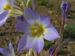 Moraea speciosa