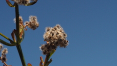 Galium angustifolium nudicaule