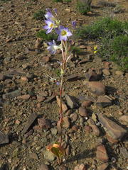 Moraea speciosa