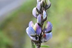 Lupinus elegans