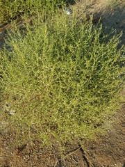 Salsola kali ruthenica