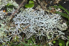 Pseudevernia
