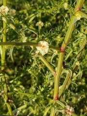Salsola kali ruthenica