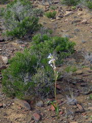 Moraea speciosa