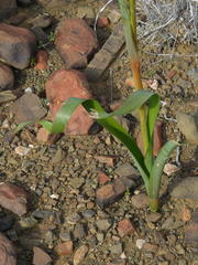 Moraea speciosa