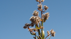 Galium angustifolium nudicaule
