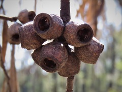 Eucalyptus stricta