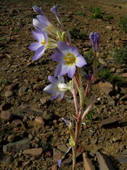 Moraea speciosa