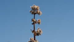 Galium angustifolium nudicaule