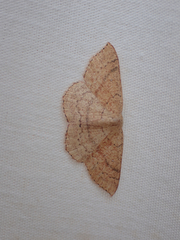 Cyclophora dataria