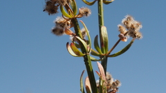 Galium angustifolium nudicaule