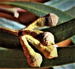 Eucalyptus stricta