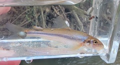 Phenacobius mirabilis