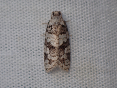 Argyrotaenia provana