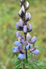 Lupinus elegans