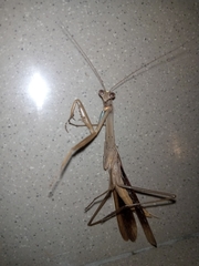 Mantidae