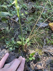 Spiranthes ochroleuca