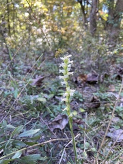 Spiranthes ochroleuca