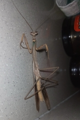 Mantidae