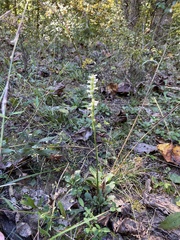 Spiranthes ochroleuca