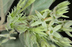 Cestrum strigilatum