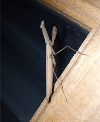 Mantidae