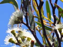Eucalyptus stricta