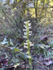 Spiranthes ochroleuca