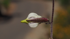 Cordylanthus nevinii