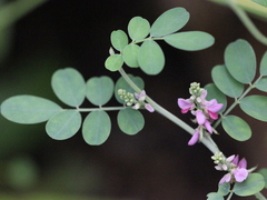 Indigofera pseudotinctoria