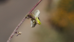 Cordylanthus nevinii