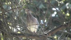 Streptopelia senegalensis senegalensis
