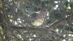 Streptopelia senegalensis senegalensis