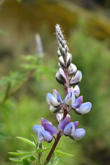 Lupinus elegans