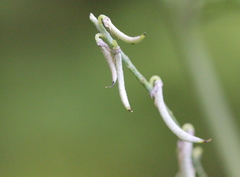 Indigofera pseudotinctoria