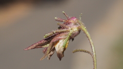 Cordylanthus nevinii