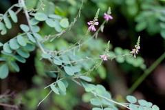 Indigofera pseudotinctoria