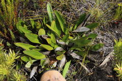 Mairia coriacea