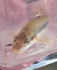 Phenacobius mirabilis