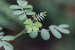 Indigofera pseudotinctoria