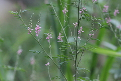 Indigofera pseudotinctoria