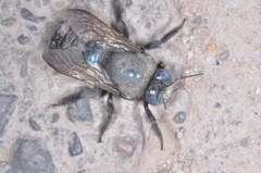 Xylocopa splendidula