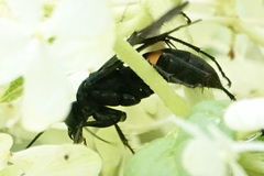 Anoplius atrox