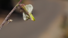 Cordylanthus nevinii